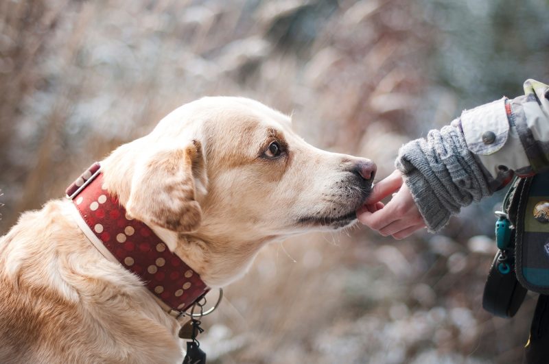 the-beneficial-impact-of-dogs-for-mental-health-ourbestdoggo