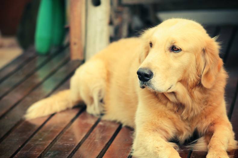 top-5-dog-breeds-choices-for-an-emotional-support-animal-ourbestdoggo